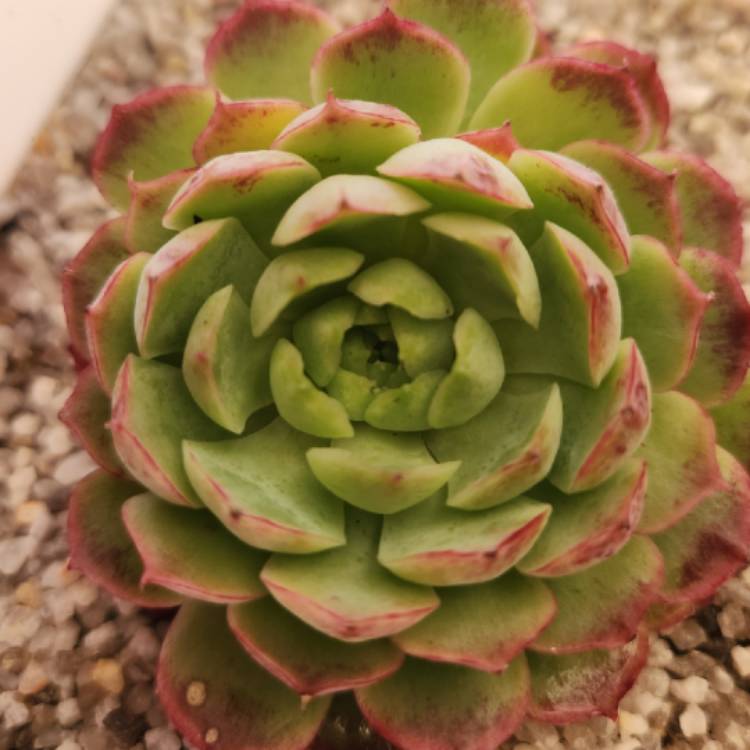 Plant image Echeveria Red Hole