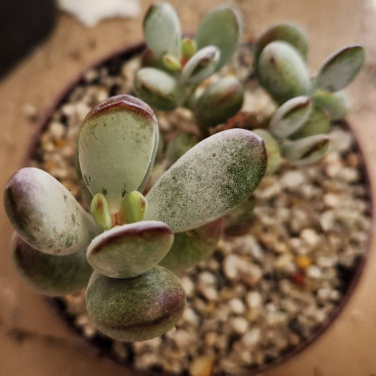 Plant image Cotyledon Oophylla