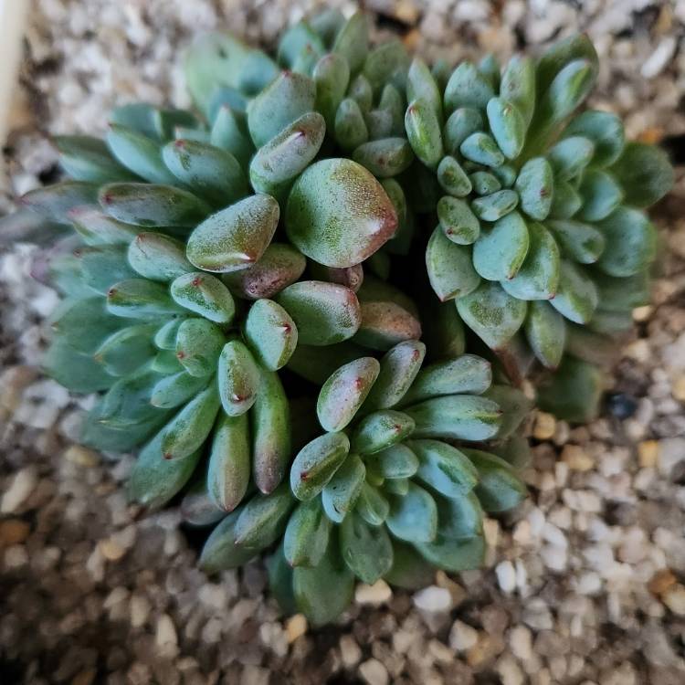 Plant image Echeveria Amoena