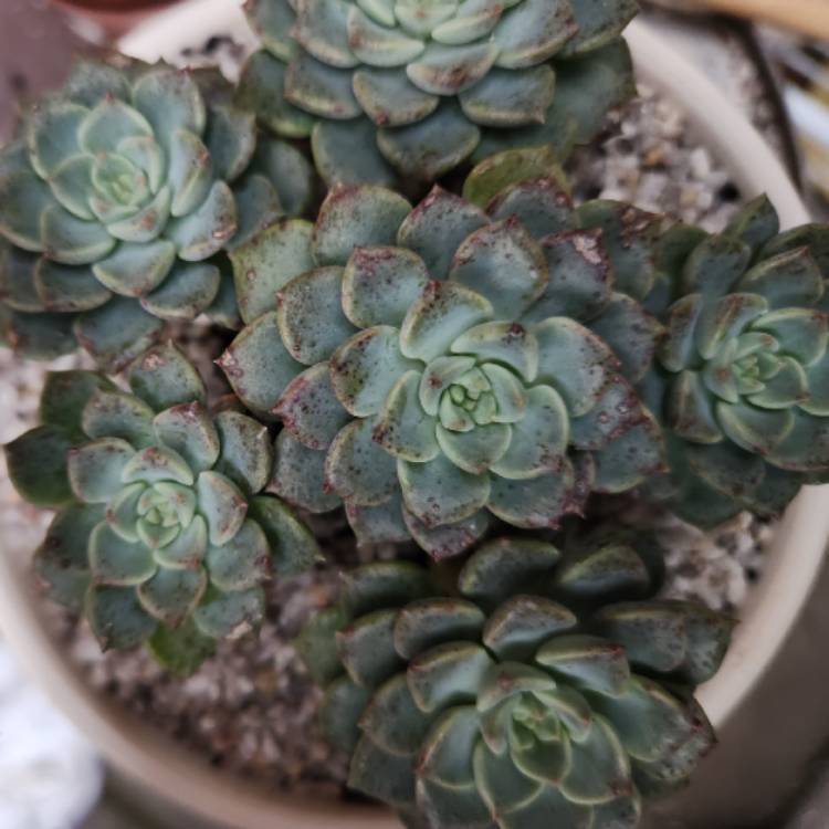 Plant image Echeveria 'Tinkerbell'