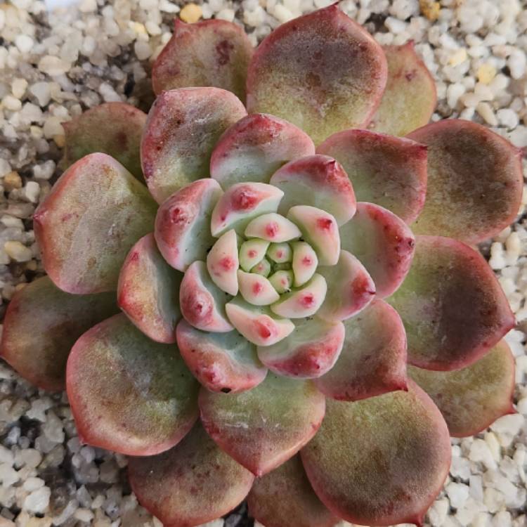 Plant image Echeveria ‘Frosty Bloom'