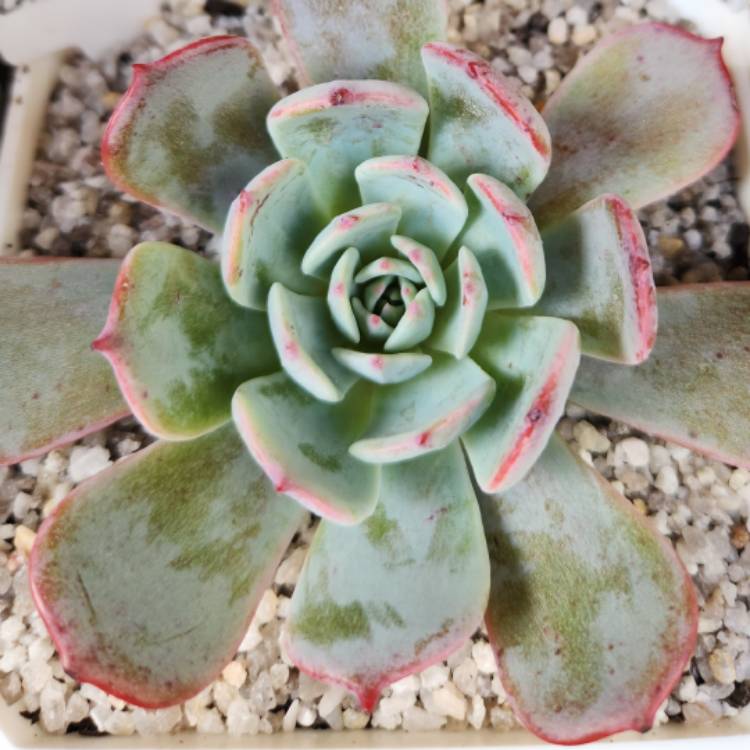 Plant image Echeveria Laulensis