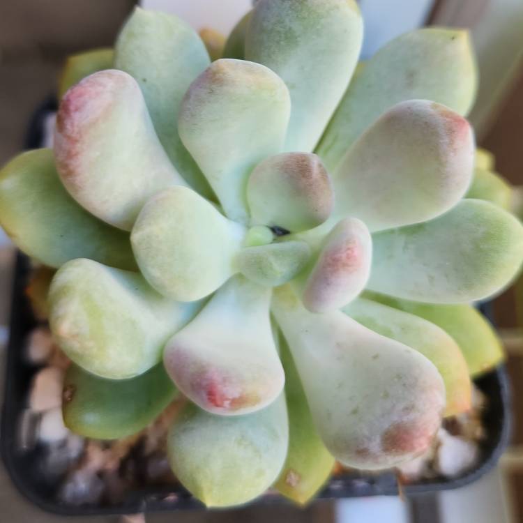 Plant image x Pachyveria Coco