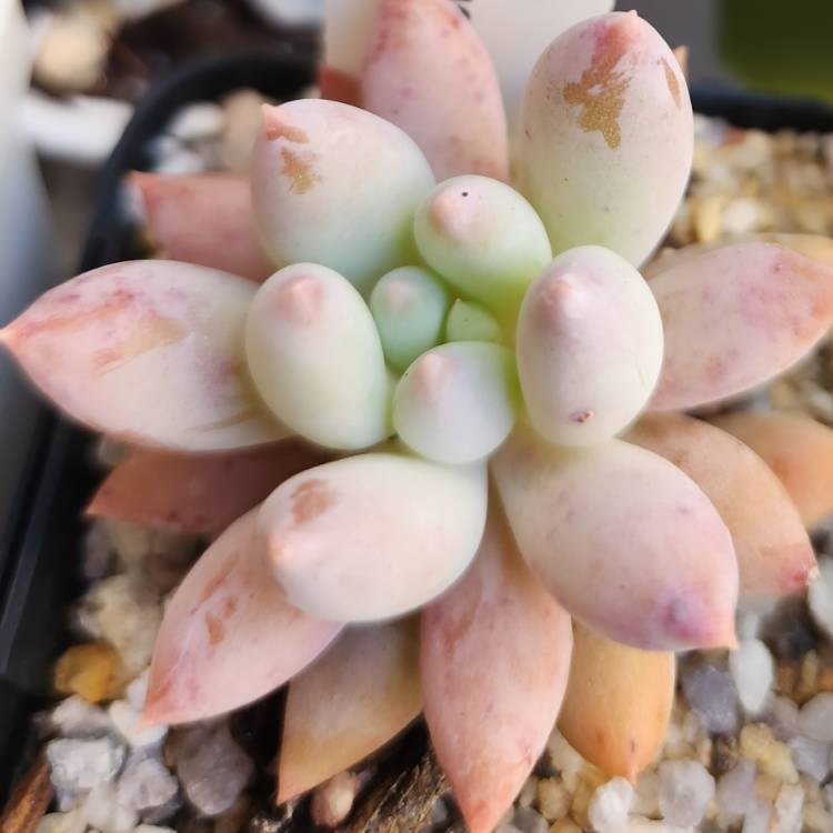 Plant image Pachyveria Snow Finger