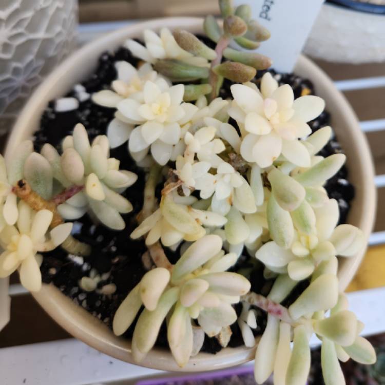 Plant image Graptopetalum Mirinae Variegata