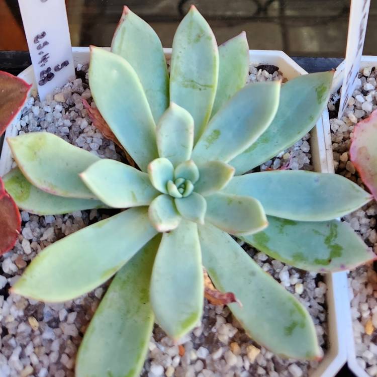 Plant image Echeveria Cleone