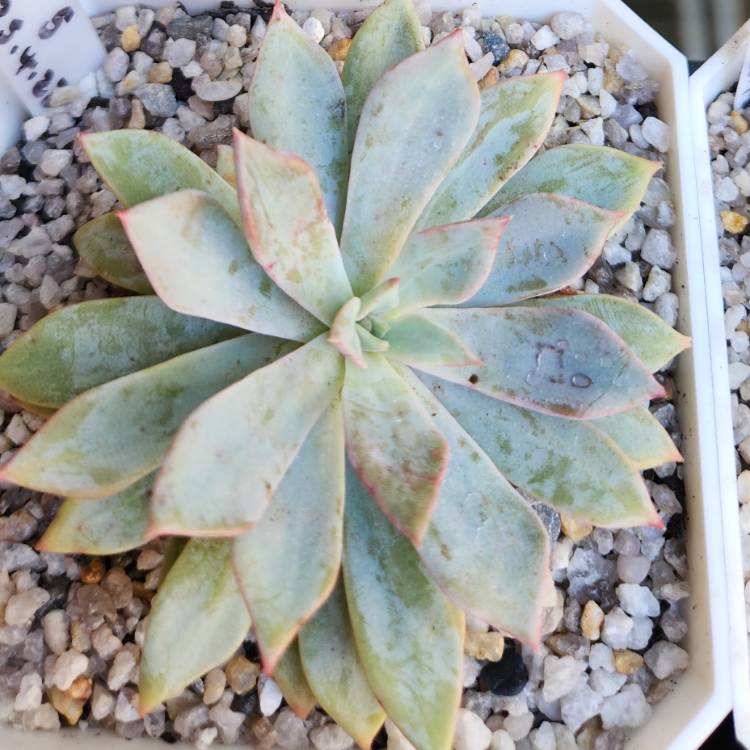 Plant image Echeveria Costa Brava