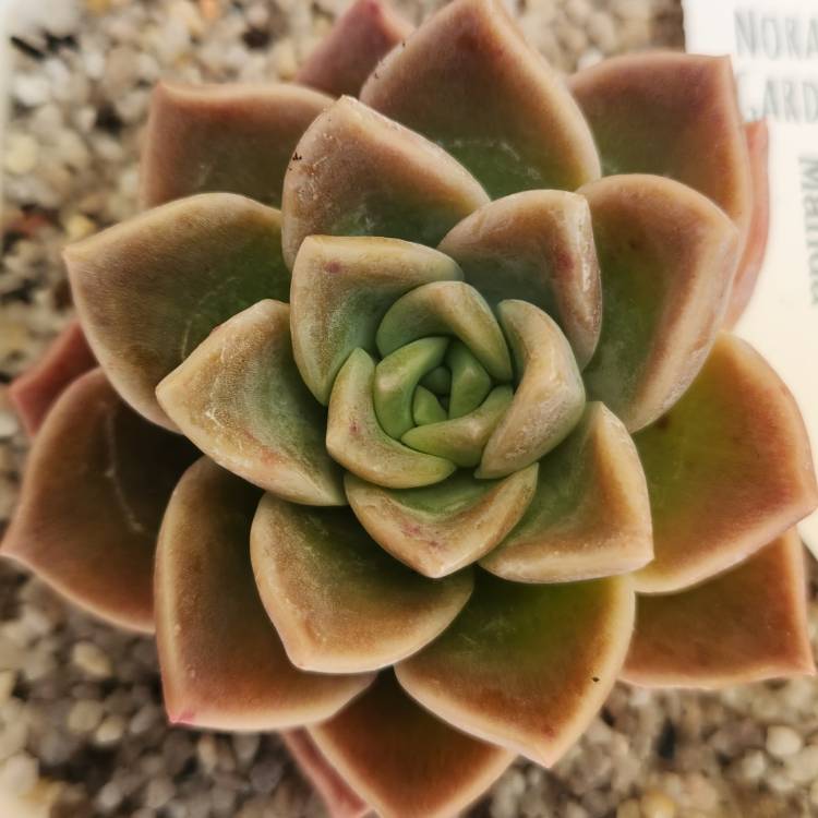 Plant image xGraptoveria Manda