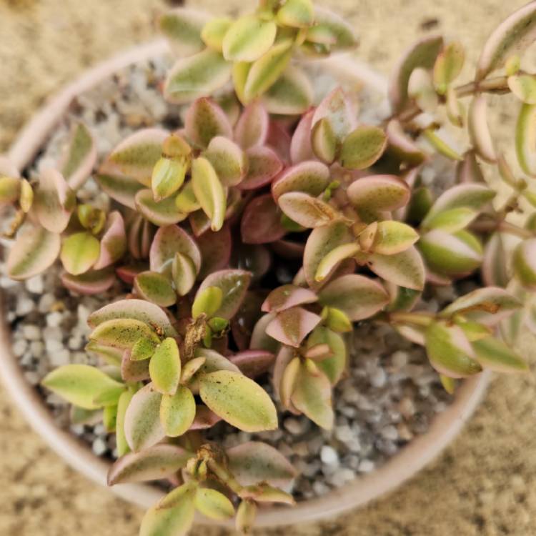 Plant image Crassula Volkensii f. Variegata