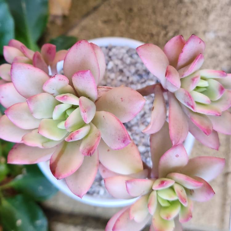 Plant image Echeveria Minibelle Verigated 