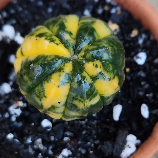 Plant image Astrophytum Asterias Variegata 