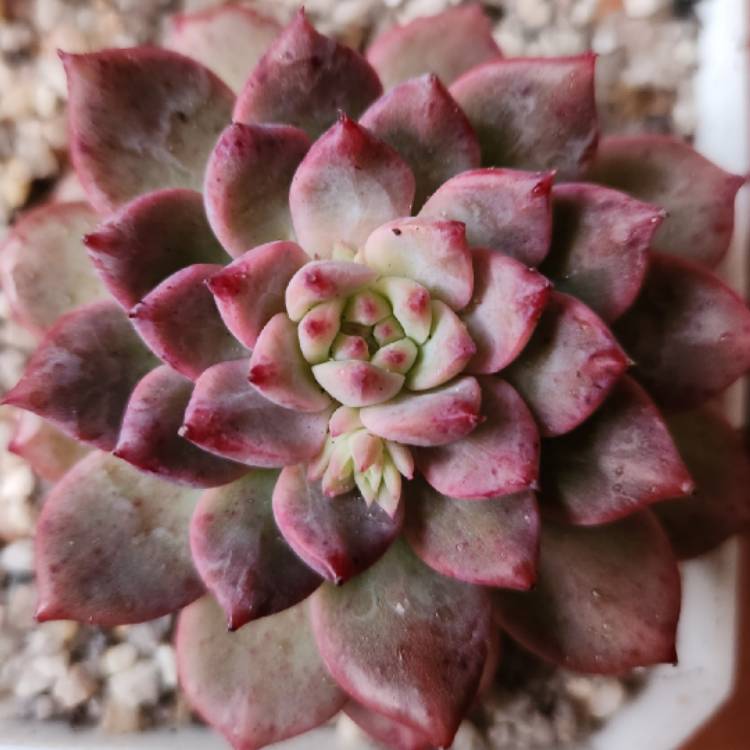 Plant image Echeveria ‘Frosty Bloom'