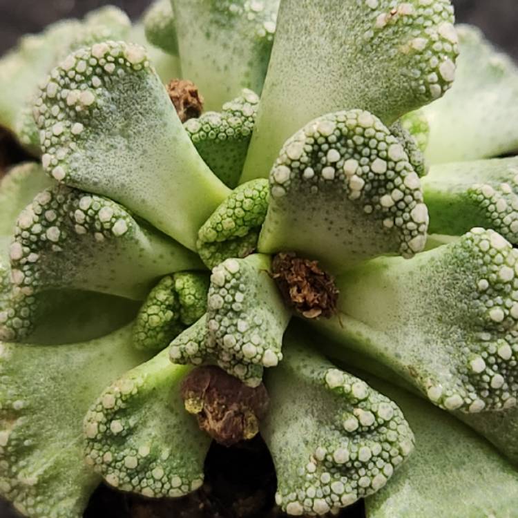 Plant image Titanopsis