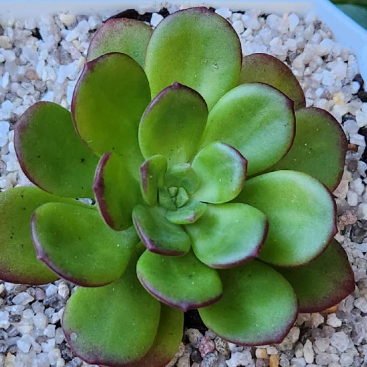 Plant image Echeveria Skinneri