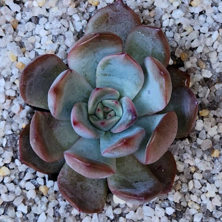 Plant image Echeveria Glam Pink