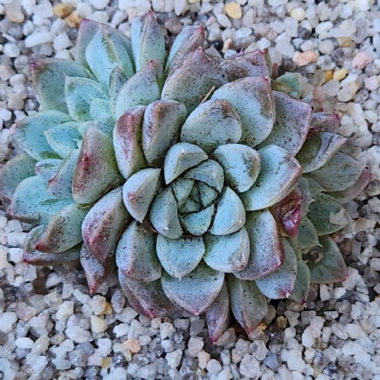 Plant image Echeveria Alabaster Magic