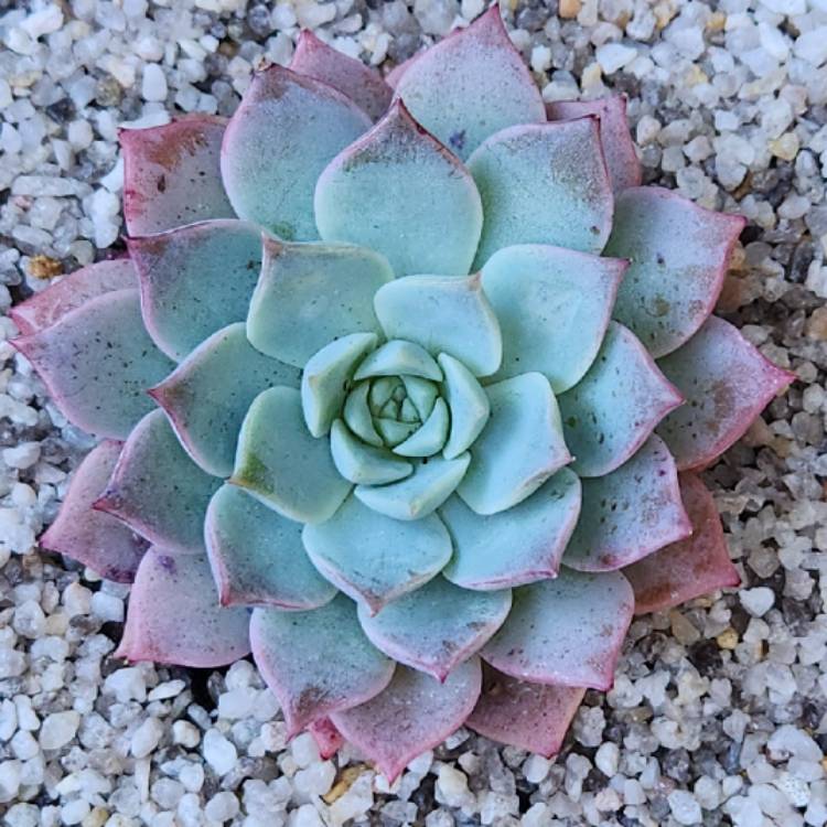 Plant image Echeveria Hyalina