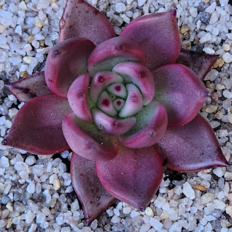 Plant image Echeveria Romeo