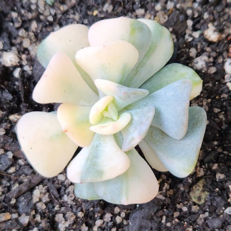 Plant image Echeveria cubic frost variegata