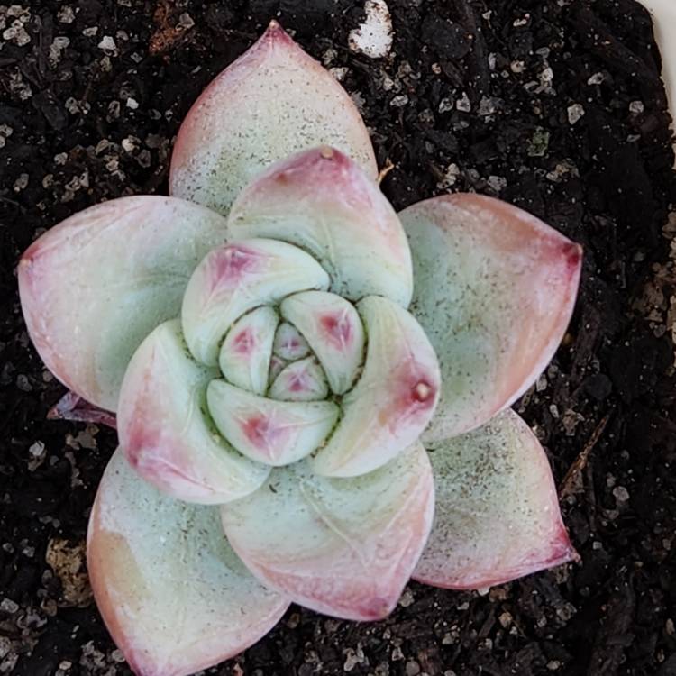 Plant image Echeveria Colorata fa. Tapalpa