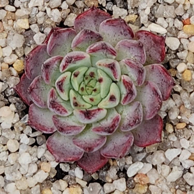 Plant image Echeveria Sarahima Botan