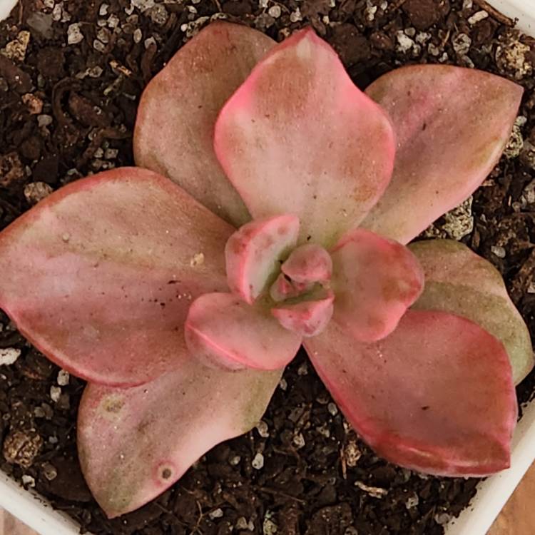 Plant image xGraptoveria Mrs Richards Variegata