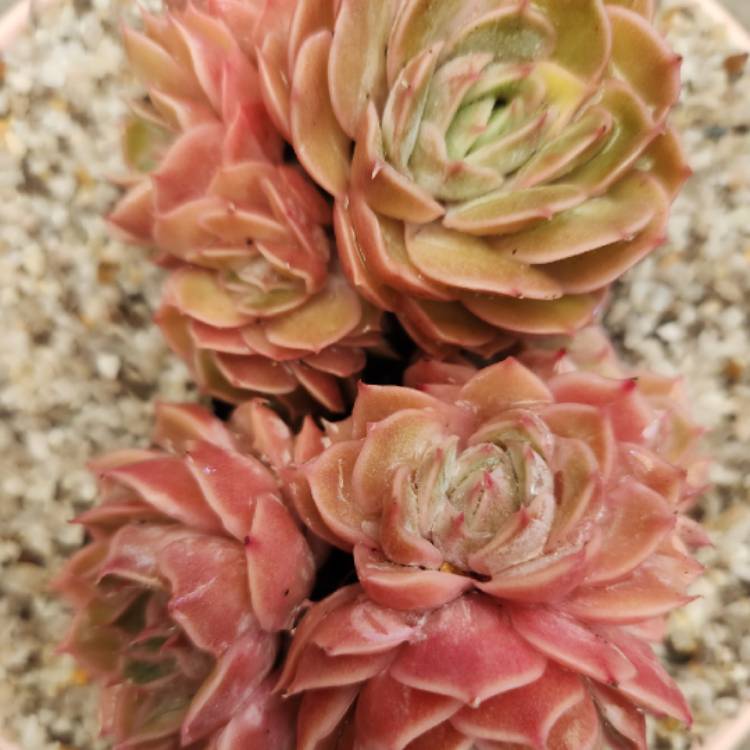 Plant image Echeveria Onslow