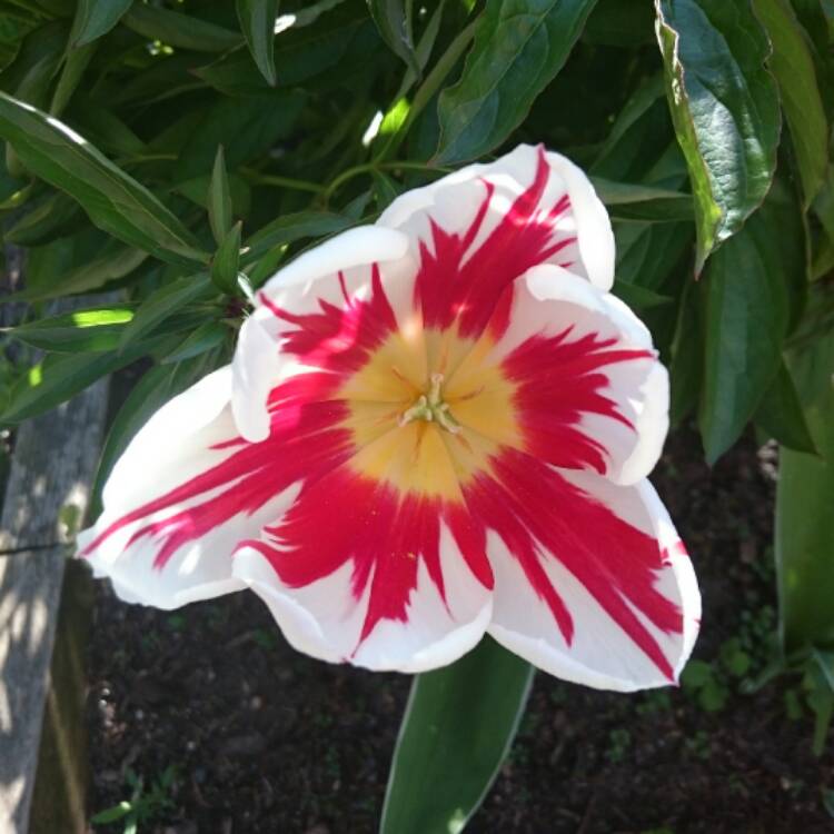 Plant image Tulipa 'Happy Generation' syn. Tulipa 'Canadian Celebration, Tulipa 'Canada 150