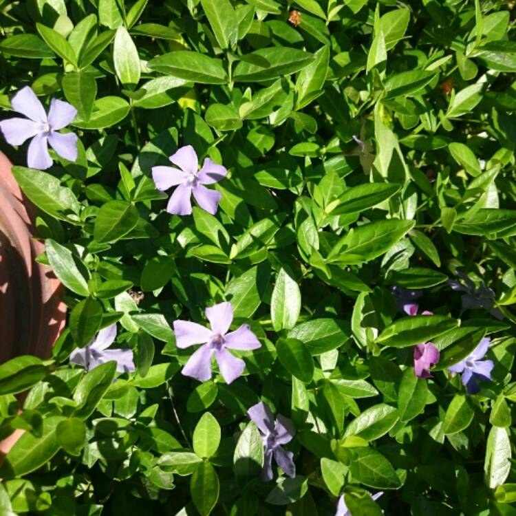 Plant image Vinca minor 'Flower Power'