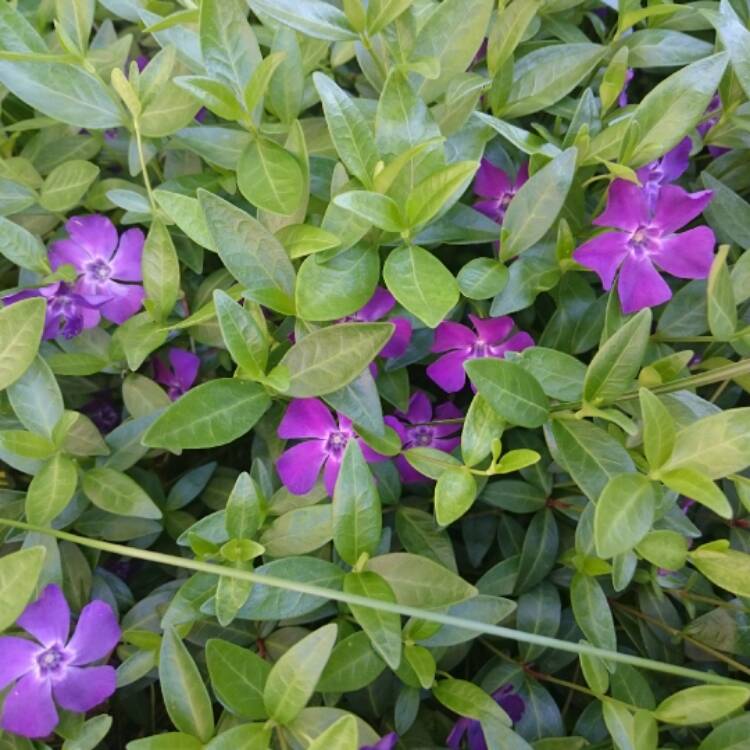 Plant image Vinca Minor 'Atropurpurea'