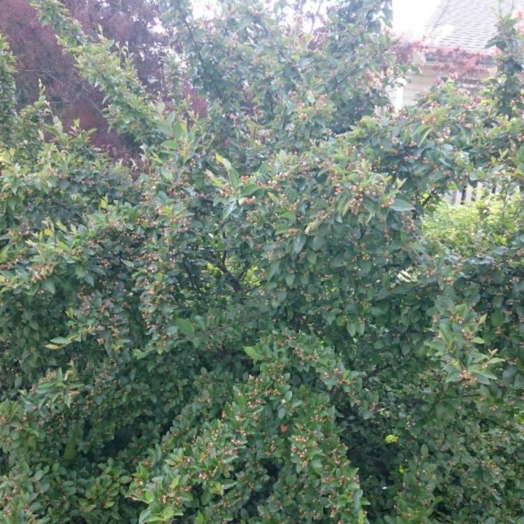 Plant image Cotoneaster Microphyllus