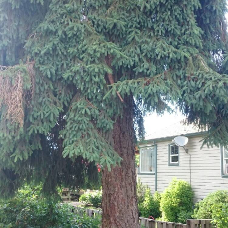 Plant image Picea glauca