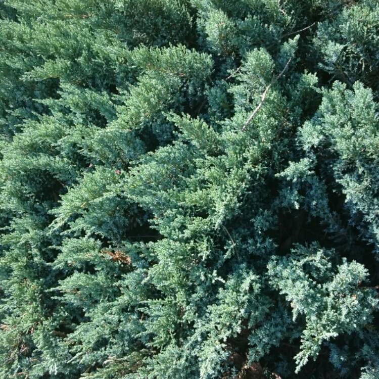 Plant image Cryptomeria japonica 'Bandai-sugi'