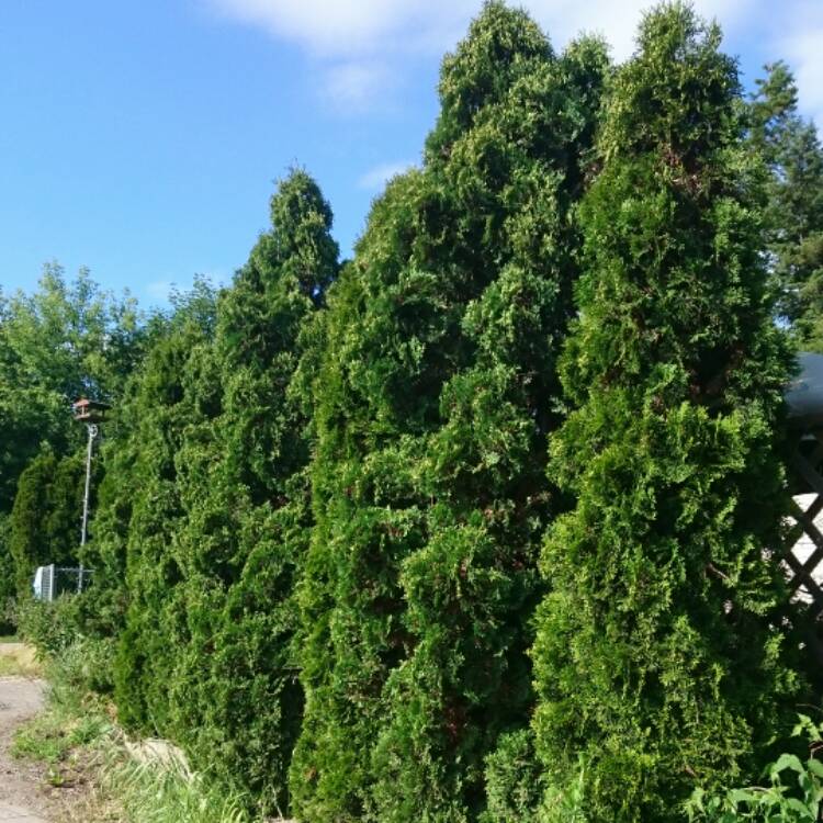 Plant image Thuja occidentalis