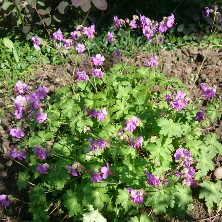 Plant image Aquilegia bulgaria 'Blue Barlow'