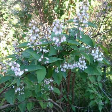 Fuzzy Deutzia 'Candidissima'