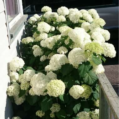 Hydrangea 'Grandiflora'