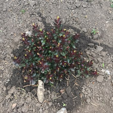 Shrubby Veronica 'Ruby Port'