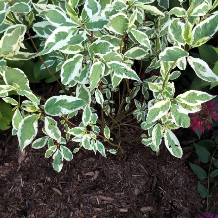 Plant image Cornus Kousa 'Samaritan'