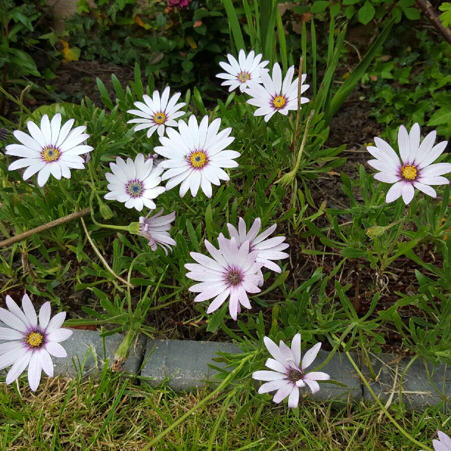 Plant image Osteospermum Ecklonis 'Akila White Purple Eye'