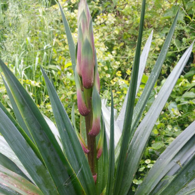 Plant image Hesperaloe Parviflora