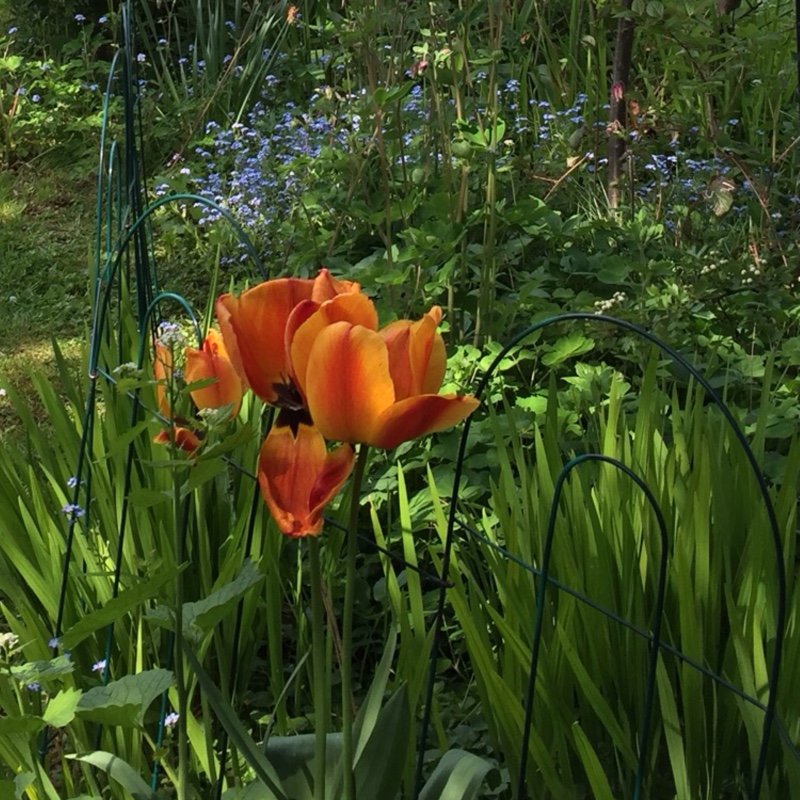 Plant image Tulipa 'Esperanto'