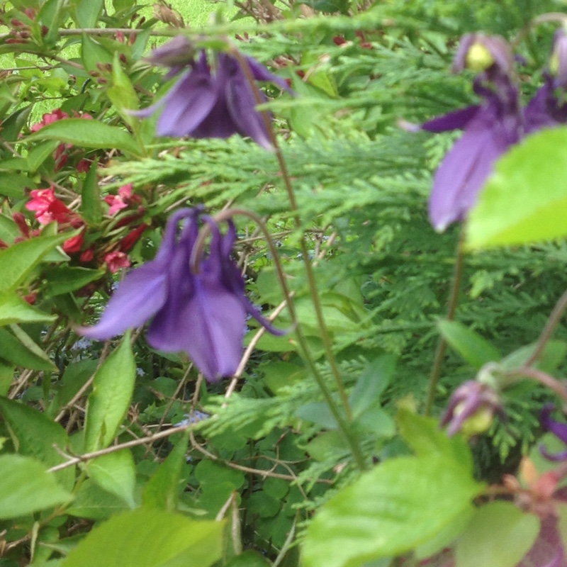 Plant image Aquilegia 'Hensoll Harebell'