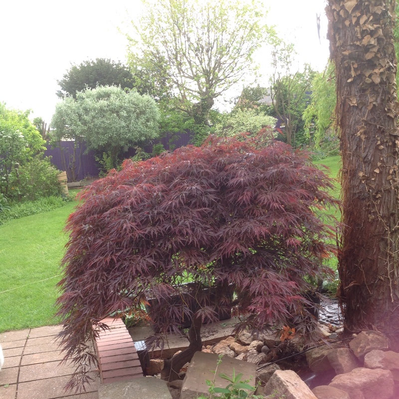 Plant image Acer Palmatum 'Crippsii'