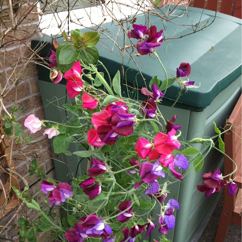 Sweet Pea 'Cupani'