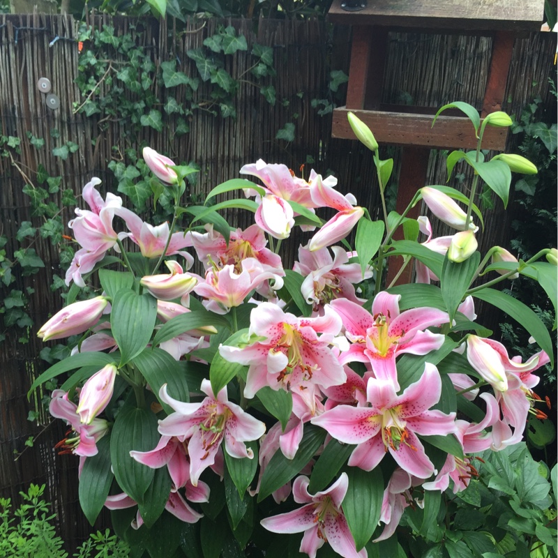 Lily 'Star Gazer' (Oriental)