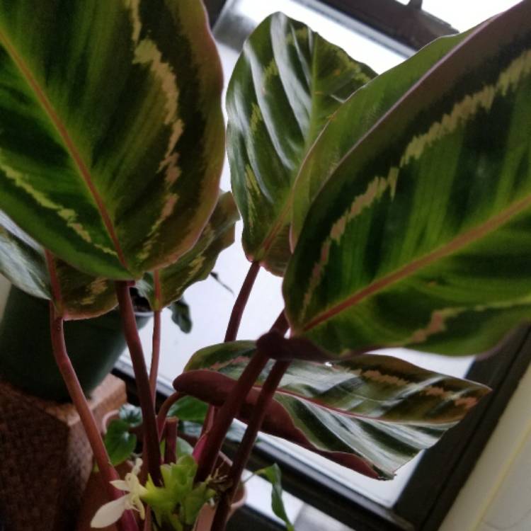 Plant image Calathea roseopicta