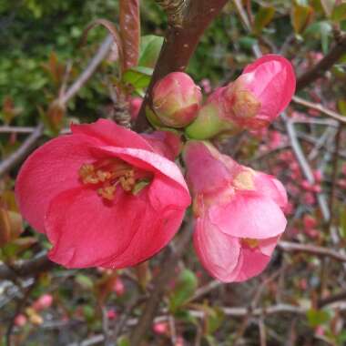 Chaenomeles japonica