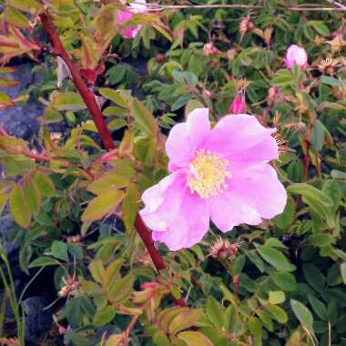 Rosa acicularis syn. Rosa korsakoviensis, Rosa moscovita, Rosa sichotealinensis, Rosa taquetii