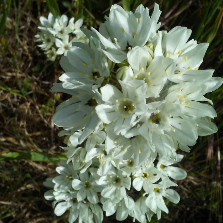 Plant image Triteleia hyacinthina